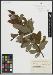 Foto von Salix appendiculata Vill.